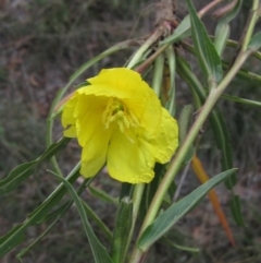 Oenothera stricta subsp. stricta (Common Evening Primrose) at Dunlop, ACT - 28 Apr 2019 by pinnaCLE
