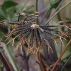 Bidens pilosa (Cobbler's Pegs, Farmer's Friend) at Dunlop, ACT - 28 Apr 2019 by pinnaCLE