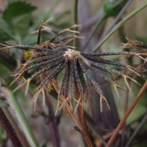 Bidens pilosa at Dunlop, ACT - 28 Apr 2019 03:30 PM