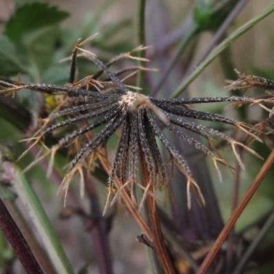 Bidens pilosa (Cobbler's Pegs, Farmer's Friend) at Dunlop, ACT - 28 Apr 2019 by pinnaCLE