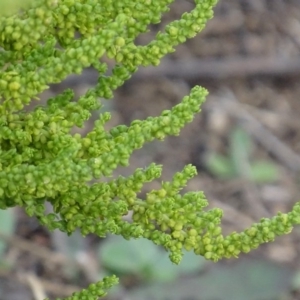 Dysphania multifida at Red Hill Nature Reserve - 3 May 2019