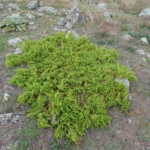 Dysphania multifida at Red Hill Nature Reserve - 3 May 2019