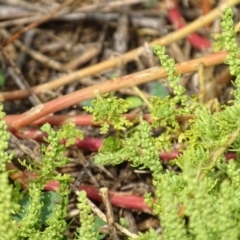 Dysphania multifida at Red Hill Nature Reserve - 3 May 2019