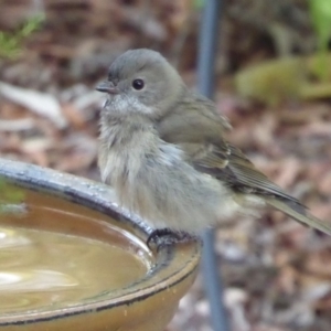 Pachycephala pectoralis at Flynn, ACT - 2 May 2019 04:34 PM