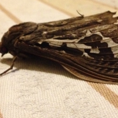 Abantiades atripalpis (Bardee grub/moth, Rain Moth) at Kameruka, NSW - 2 May 2019 by LisaWhite