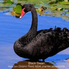 Cygnus atratus (Black Swan) at Burrill Lake, NSW - 30 Apr 2019 by CharlesDove
