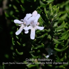 Westringia fruticosa (Native Rosemary) at Ulladulla, NSW - 28 Apr 2019 by Charles Dove