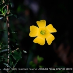 Unverified Plant at South Pacific Heathland Reserve - 29 Apr 2019 by CharlesDove