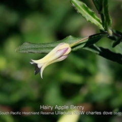 Billardiera mutabilis (Climbing Apple Berry, Apple Berry, Snot Berry, Apple Dumblings, Changeable Flowered Billardiera) at Ulladulla, NSW - 29 Apr 2019 by CharlesDove