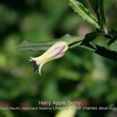 Billardiera mutabilis (Climbing Apple Berry, Apple Berry, Snot Berry, Apple Dumblings, Changeable Flowered Billardiera) at Ulladulla, NSW - 29 Apr 2019 by CharlesDove