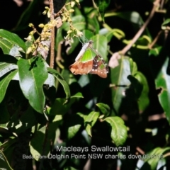 Graphium macleayanum (Macleay's Swallowtail) at Burrill Lake, NSW - 29 Apr 2019 by Charles Dove