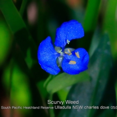 Commelina cyanea (Scurvy Weed) at Ulladulla, NSW - 29 Apr 2019 by CharlesDove