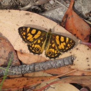 Oreixenica lathoniella at Cotter River, ACT - 16 Mar 2019