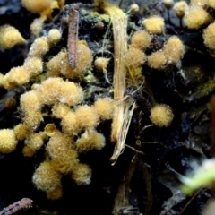 Hemitrichia calyculata at Box Cutting Rainforest Walk - 29 Apr 2019 by Teresa