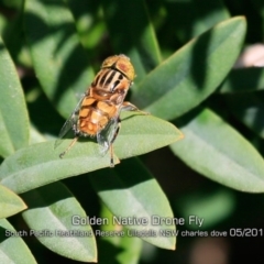 Eristalinus punctulatus (Golden Native Drone Fly) at Ulladulla, NSW - 29 Apr 2019 by CharlesDove