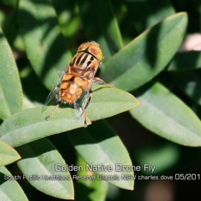 Eristalinus punctulatus (Golden Native Drone Fly) at Ulladulla, NSW - 29 Apr 2019 by CharlesDove