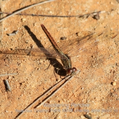 Diplacodes bipunctata (Wandering Percher) at Burrill Lake, NSW - 29 Apr 2019 by Charles Dove