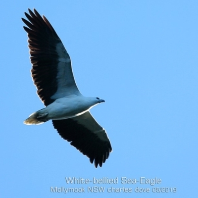 Icthyophaga leucogaster (White-bellied Sea-Eagle) at Mollymook, NSW - 1 May 2019 by CharlesDove