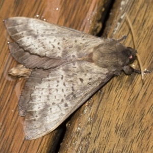 Oxycanus silvanus at Michelago, NSW - 2 May 2019