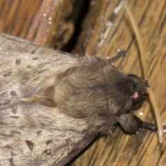 Oxycanus silvanus at Michelago, NSW - 2 May 2019