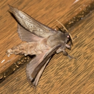 Oxycanus silvanus at Michelago, NSW - 2 May 2019 08:25 PM