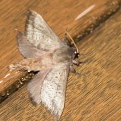 Oxycanus silvanus at Michelago, NSW - 2 May 2019