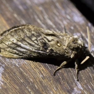 Oxycanus antipoda at Michelago, NSW - 2 May 2019