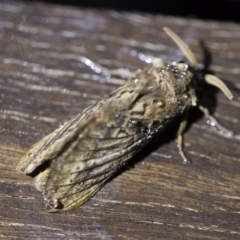 Oxycanus antipoda at Michelago, NSW - 2 May 2019