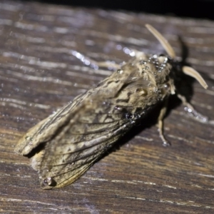 Oxycanus antipoda at Michelago, NSW - 2 May 2019