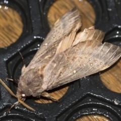 Oxycanus silvanus (Pale Oxycanus) at Michelago, NSW - 2 May 2019 by Illilanga