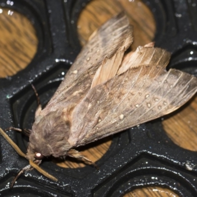 Oxycanus silvanus (Pale Oxycanus) at Michelago, NSW - 2 May 2019 by Illilanga