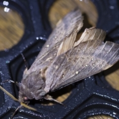 Oxycanus silvanus at Michelago, NSW - 2 May 2019