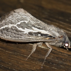 Abantiades atripalpis at Michelago, NSW - 2 May 2019