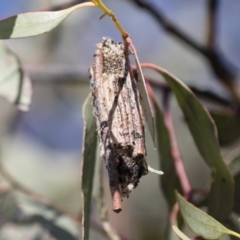 Clania lewinii (Lewin's case moth) at Michelago, NSW - 22 Apr 2019 by Illilanga