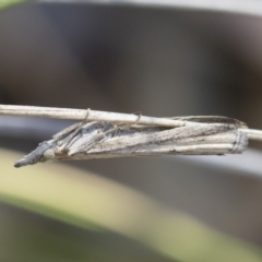 Faveria tritalis (Couchgrass Webworm) at Michelago, NSW - 3 Nov 2018 by Illilanga