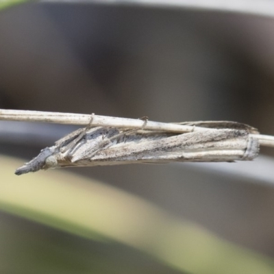 Faveria tritalis (Couchgrass Webworm) at Michelago, NSW - 3 Nov 2018 by Illilanga