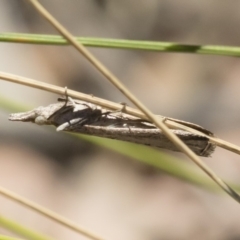 Faveria tritalis at Michelago, NSW - 3 Nov 2018 10:56 AM