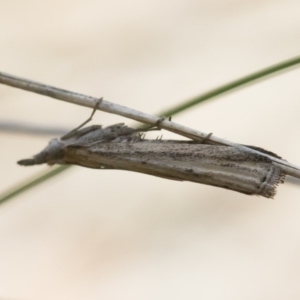 Faveria tritalis at Michelago, NSW - 3 Nov 2018 10:56 AM