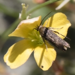 Cosmopterigidae (family) at Michelago, NSW - 3 Nov 2018