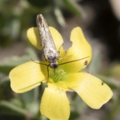 Cosmopterigidae (family) at Michelago, NSW - 3 Nov 2018