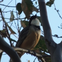 Pachycephala rufiventris (Rufous Whistler) at Tuggeranong DC, ACT - 11 Mar 2019 by michaelb