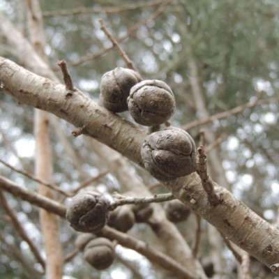 Callitris endlicheri (Black Cypress Pine) at Conder, ACT - 5 Mar 2019 by michaelb