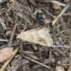 Hellula hydralis (Cabbage Centre Moth) at Michelago, NSW - 30 Dec 2018 by Illilanga