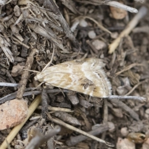 Hellula hydralis at Michelago, NSW - 30 Dec 2018 03:15 PM