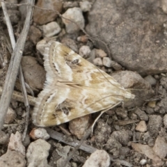 Hellula hydralis at Michelago, NSW - 30 Dec 2018