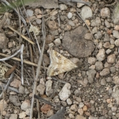 Hellula hydralis at Michelago, NSW - 30 Dec 2018