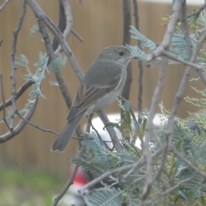 Pachycephala pectoralis at Ngunnawal, ACT - 2 May 2019 09:22 AM