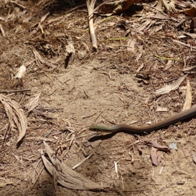 Demansia psammophis (Yellow-faced Whipsnake) at Noosa Heads, QLD - 25 Aug 2016 by AaronClausen