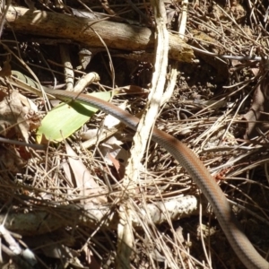 Demansia psammophis at Noosa Heads, QLD - 25 Aug 2016 01:44 PM