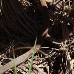 Demansia psammophis at Noosa Heads, QLD - 25 Aug 2016 01:44 PM